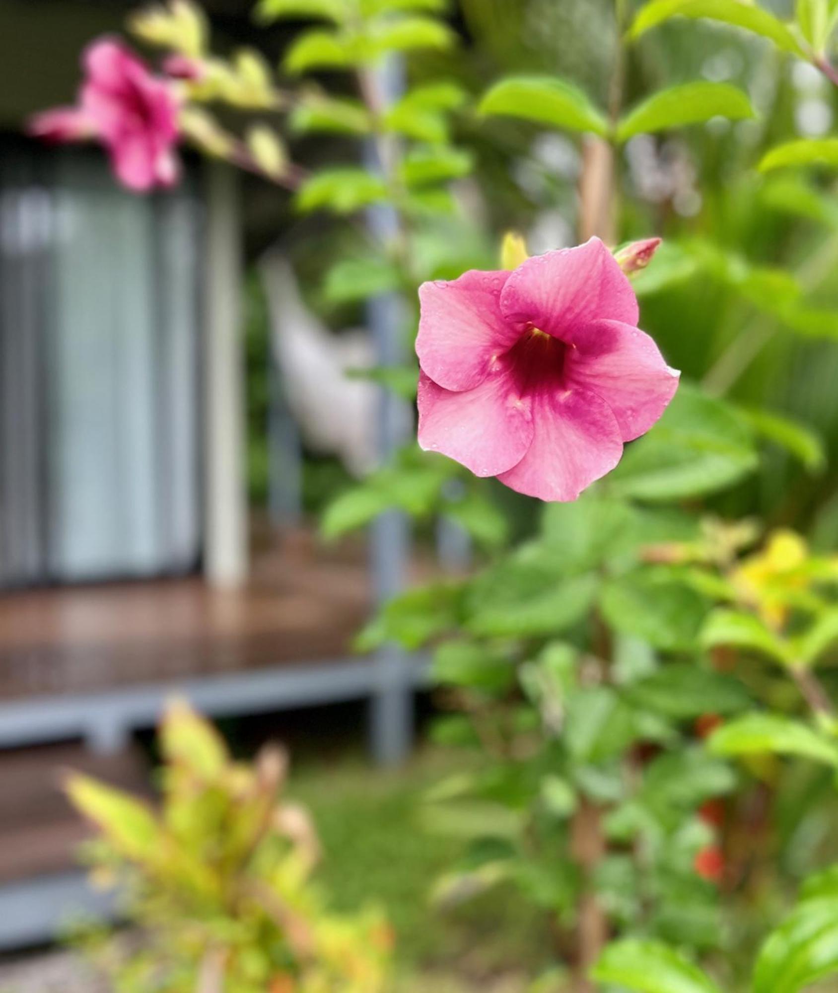 Southern Drake Lodge Drake Bay ภายนอก รูปภาพ