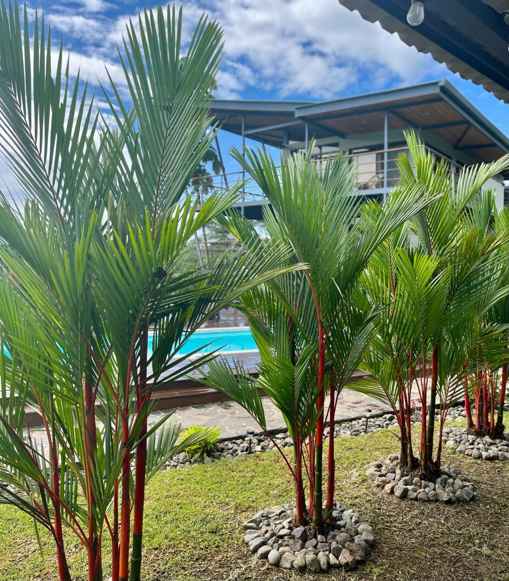 Southern Drake Lodge Drake Bay ภายนอก รูปภาพ